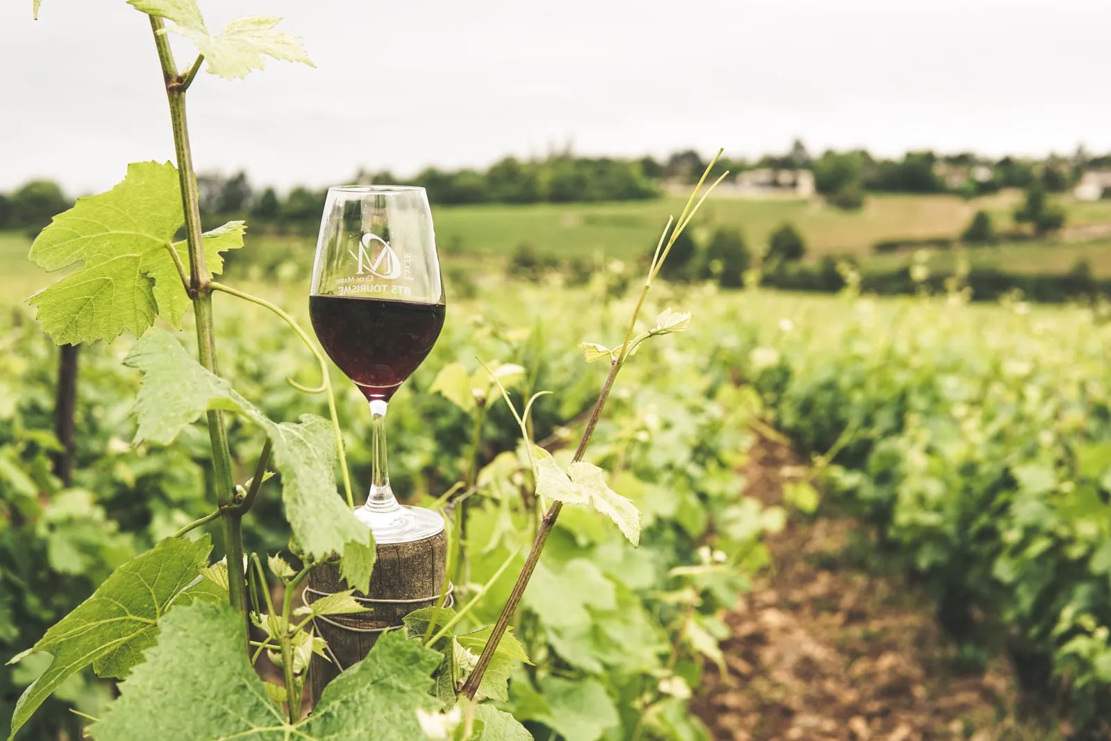 How Should You Serve Rosé Wine?